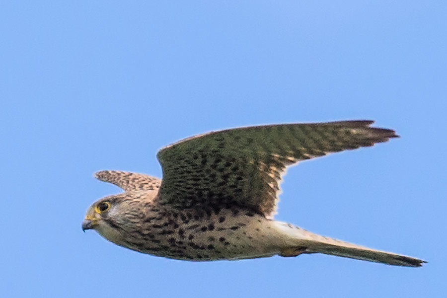 Turmfalke