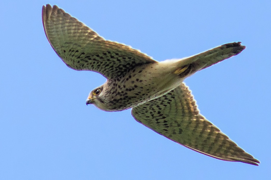 Turmfalke