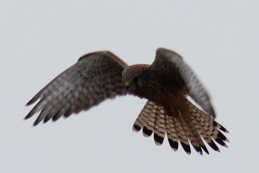 Turmfalke