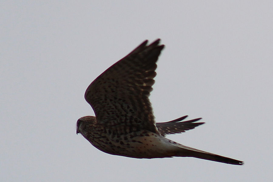Turmfalke