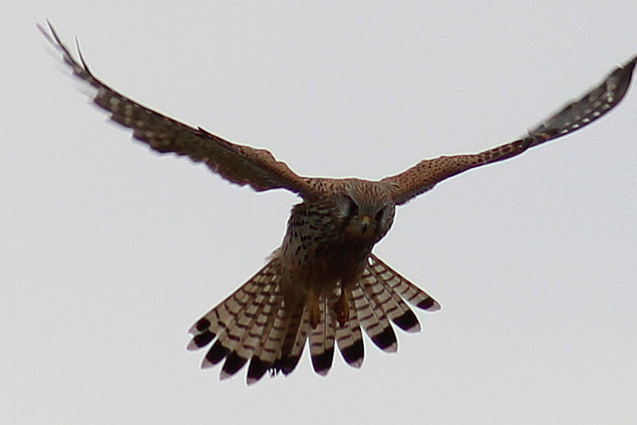 Turmfalke