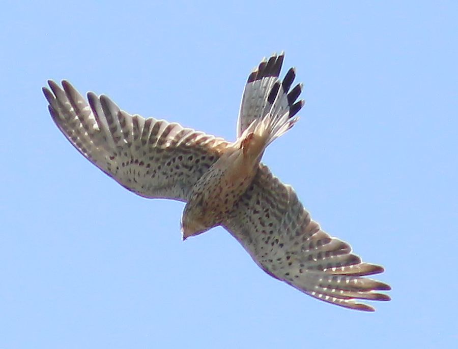 Turmfalke