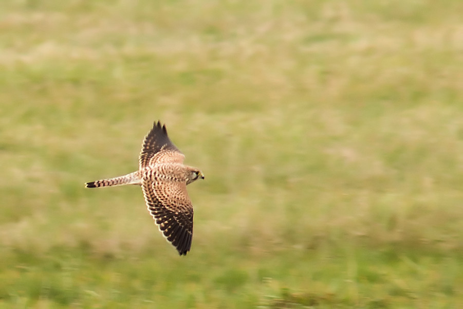 Turmfalke im Flug