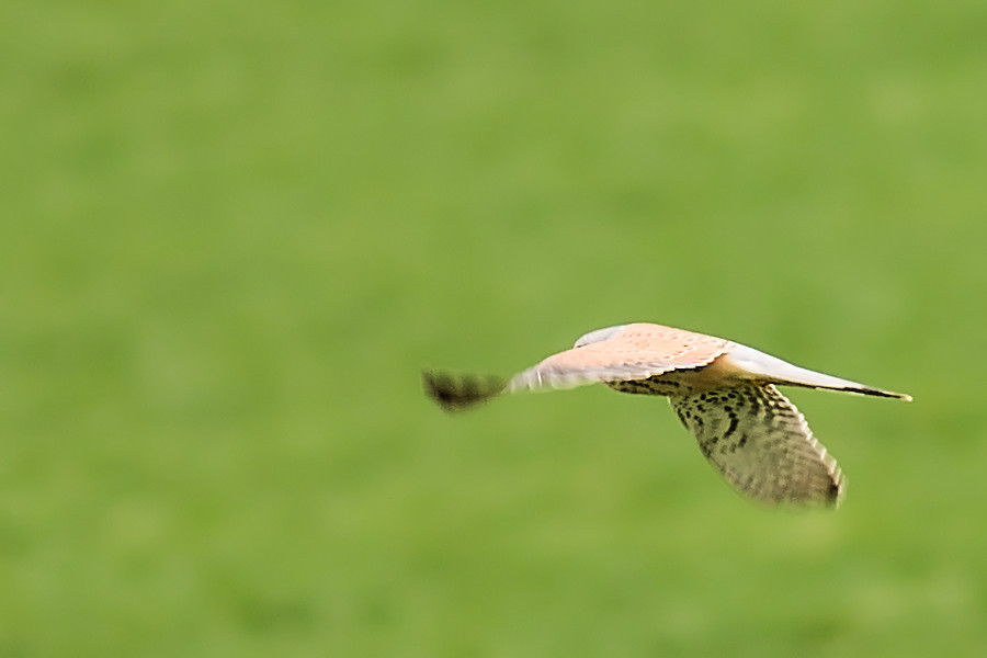 Turmfalke im Flug
