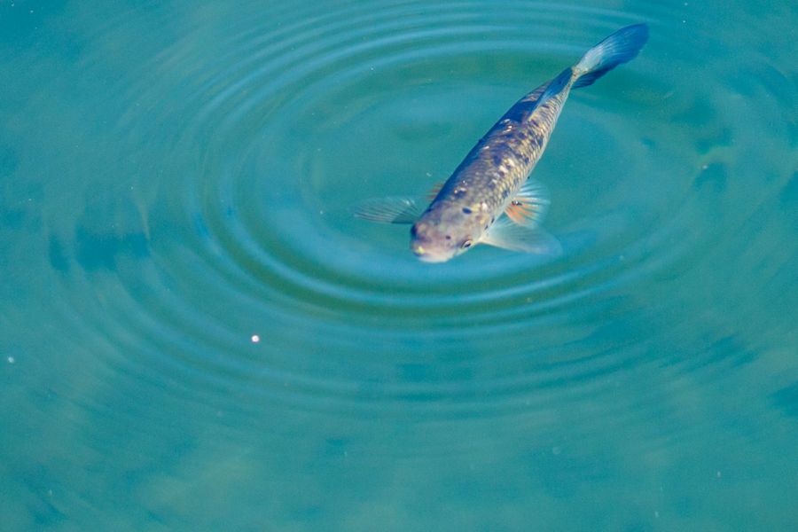Fisch in der Brenz