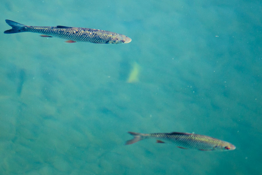 Fische in der Brenz