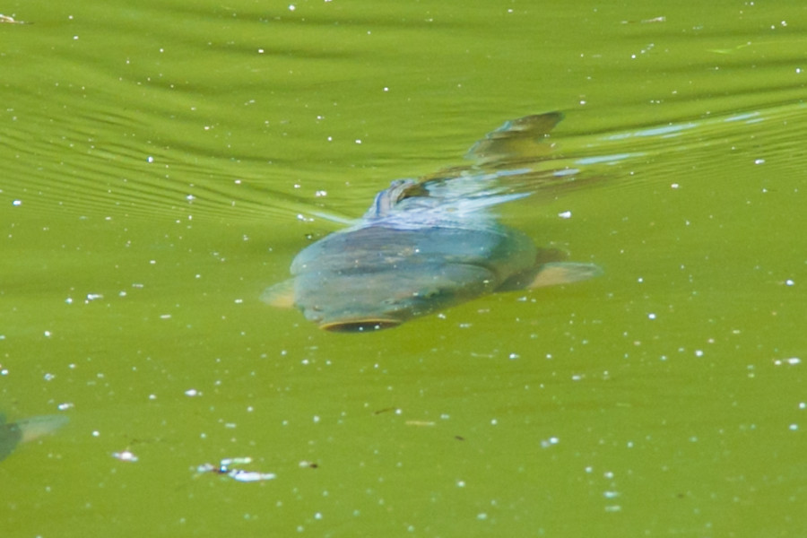 Fisch