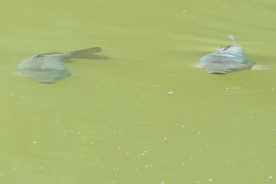 Fische