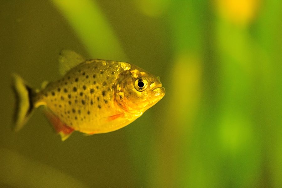 Piranha