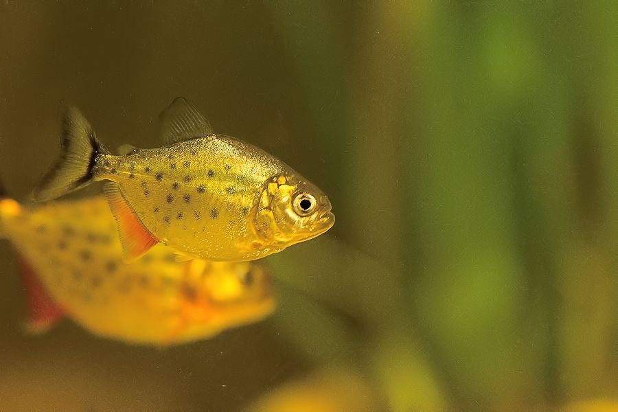 Piranha