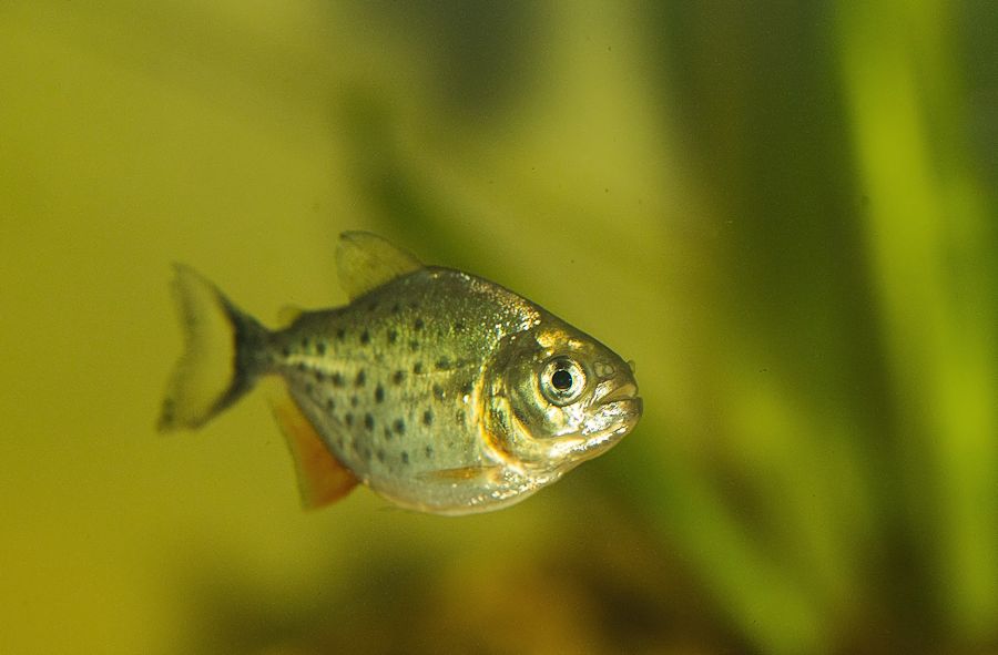 Piranha