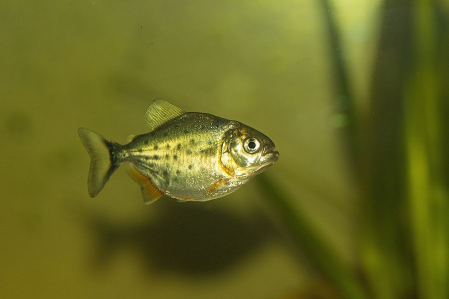 Piranha