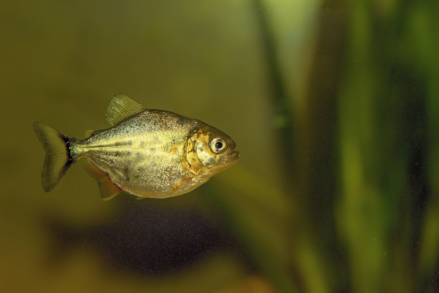 Piranha