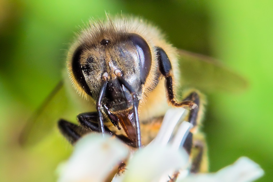 Biene an einer Kleeblüte