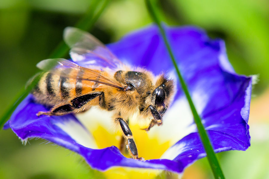 Biene auf einer Dreifarbige Gartenwinde