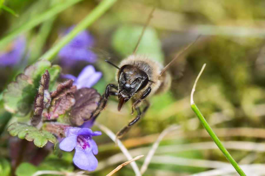 Biene beim Abflug