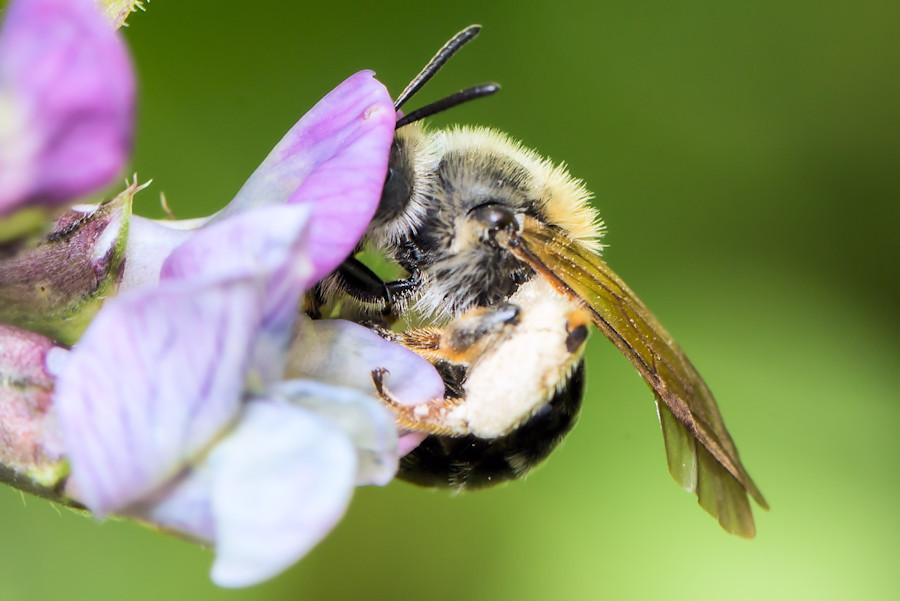 Fleissige Biene