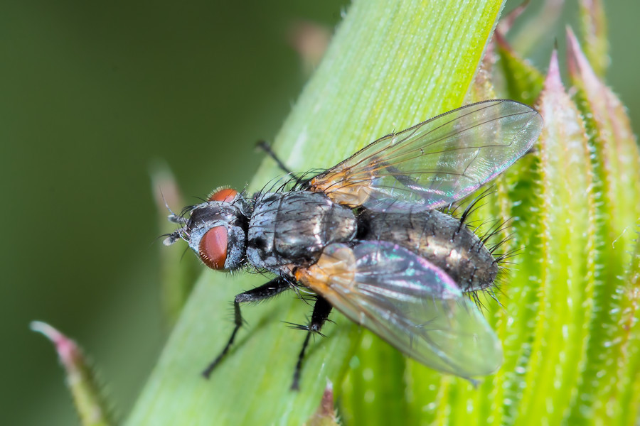 Fliege