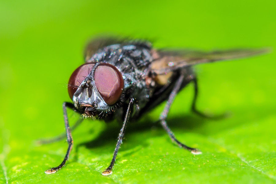 Fliege