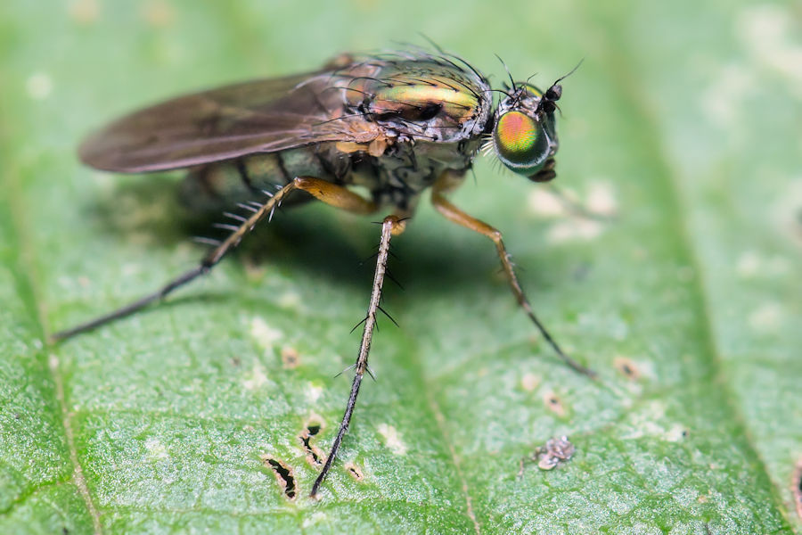 Fliege