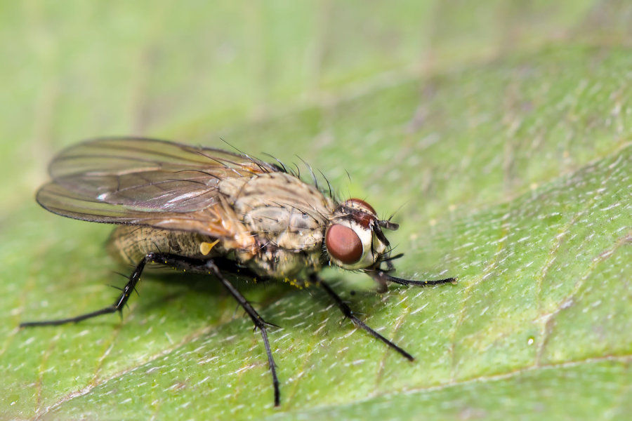 Fliege