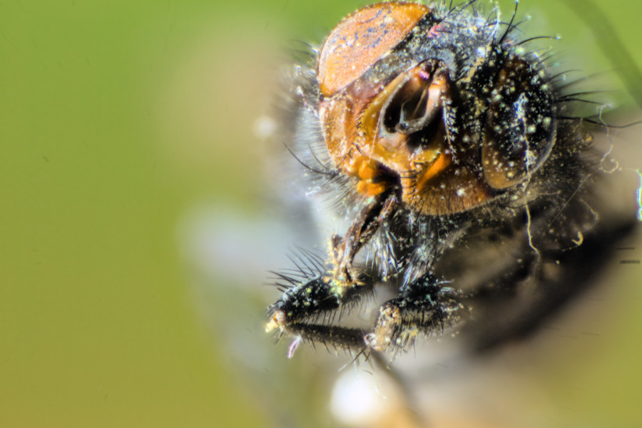 Fliegenkopf stacking
