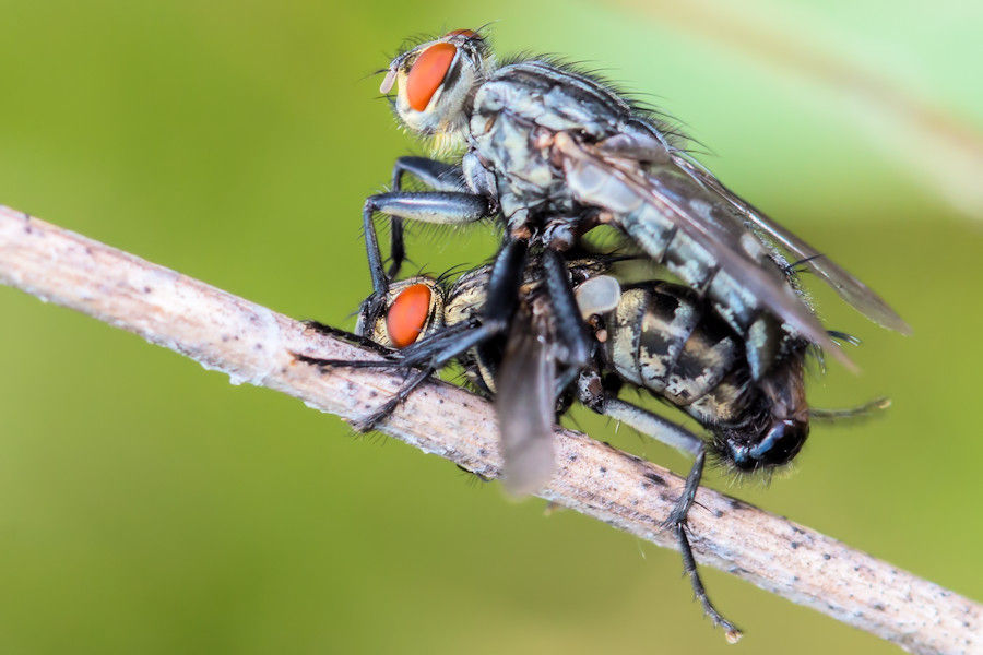Fliegenpaarung