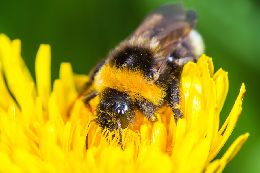 Hummel