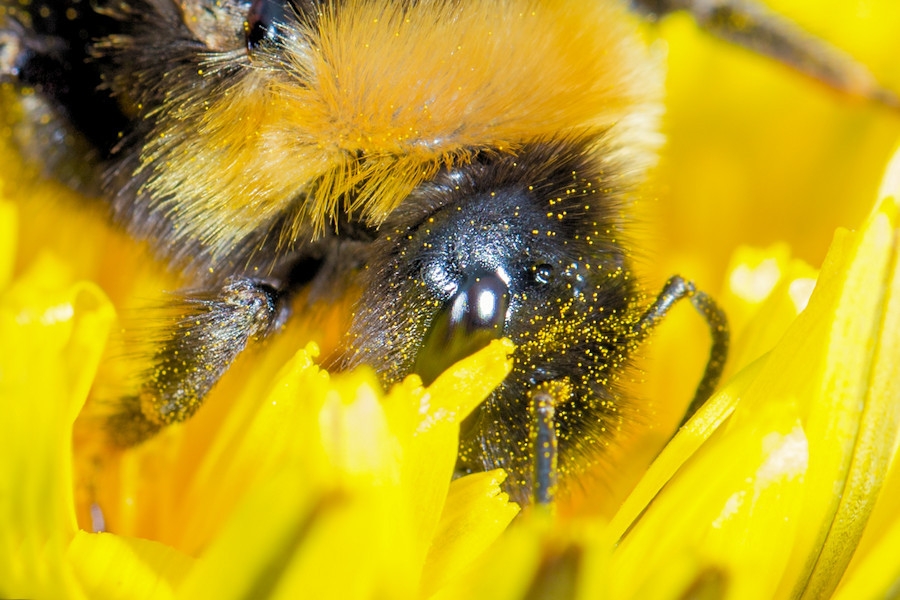 Hummel