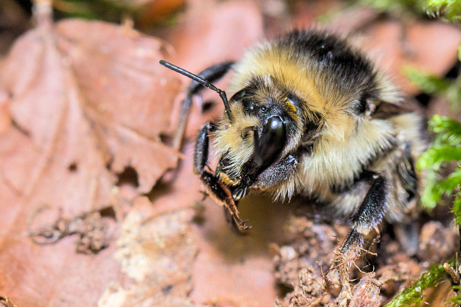Hummel