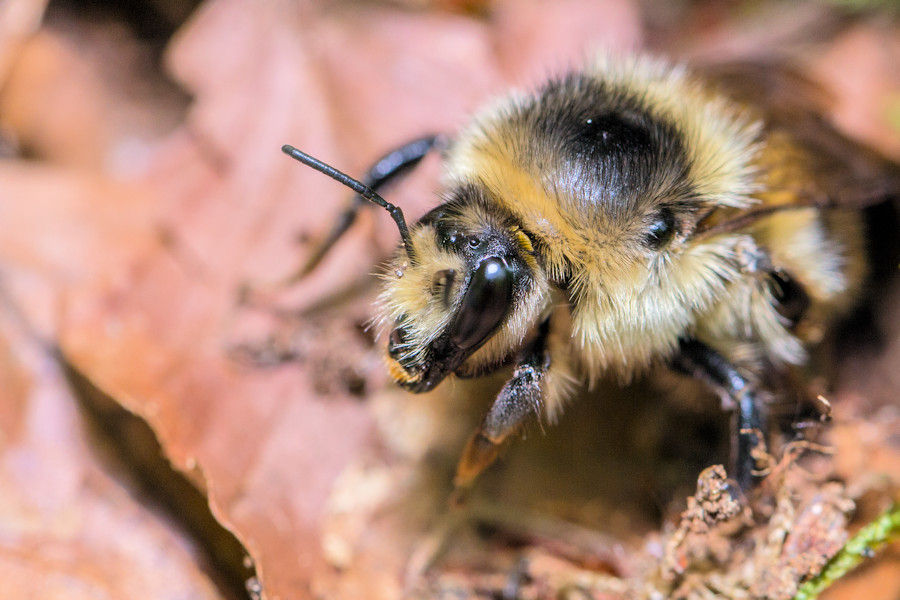 Hummel