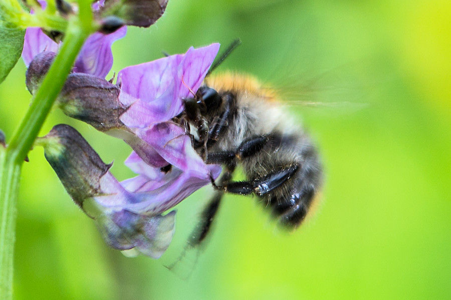 Hummel