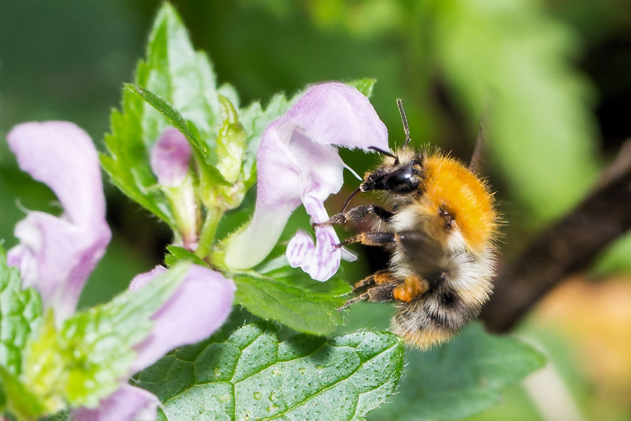 Hummel an einer Brennnesselblüte