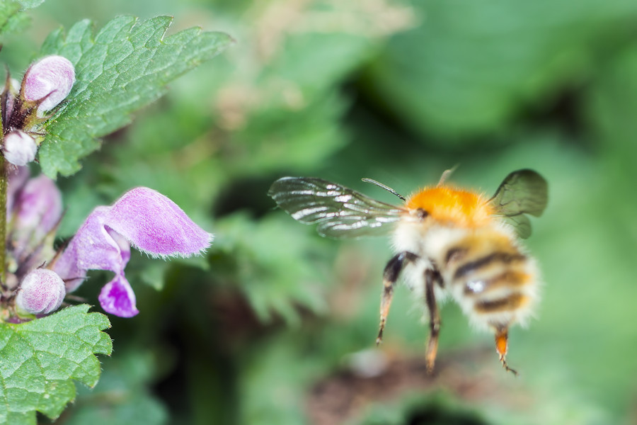 Hummel im Anflug