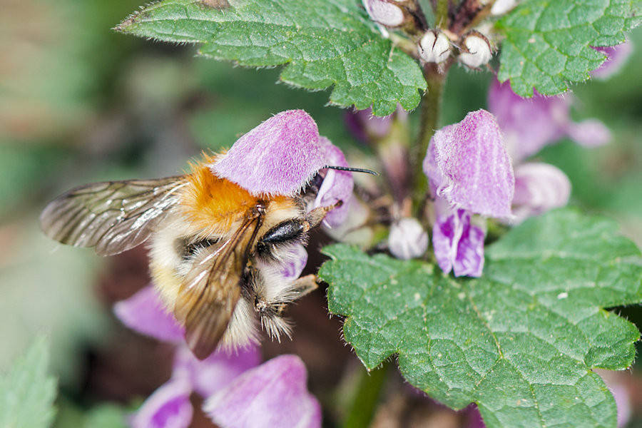 Hummel und Gefleckte Taubnessel