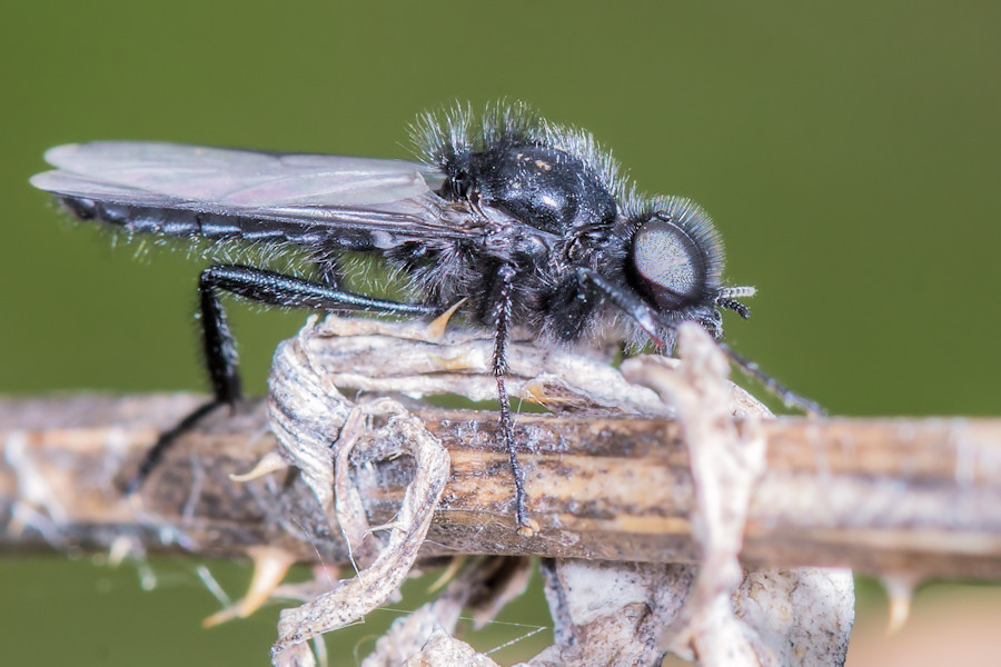 Märzfliege