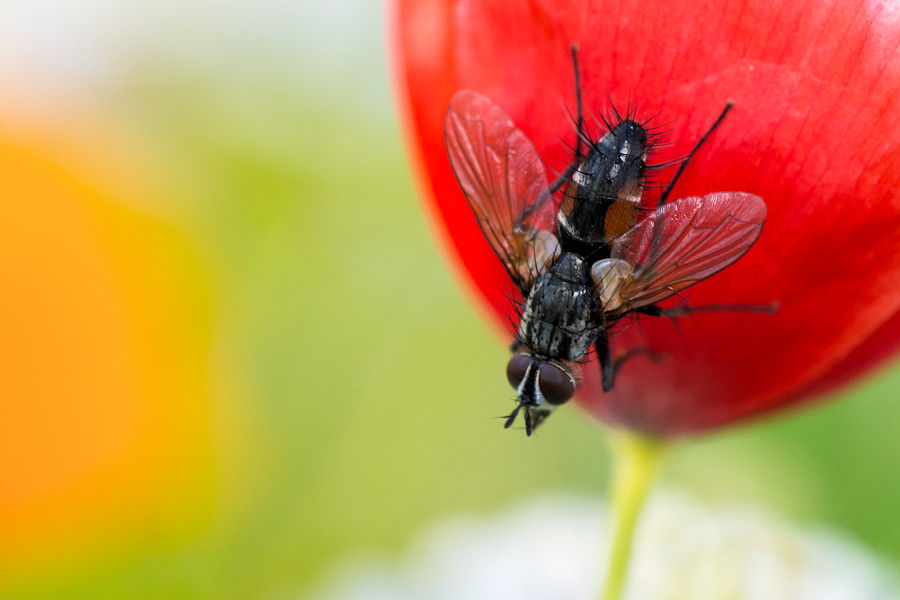 Rot gefleckte Raupenfliege