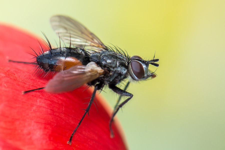 Rot gefleckte Raupenfliege