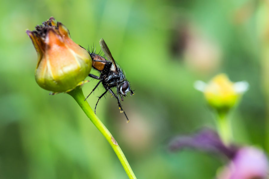 Rotgefleckte Raupenfliege