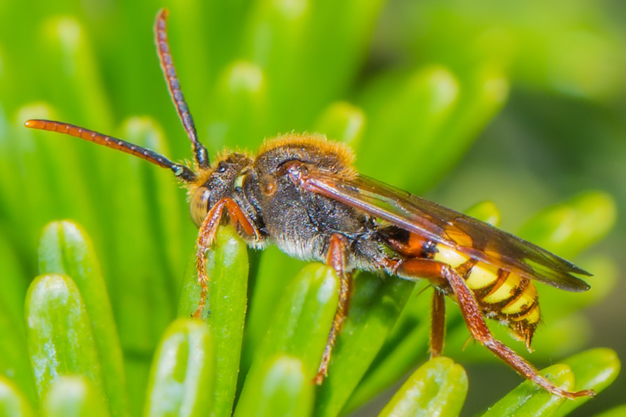 Rothaarige Wespenbiene