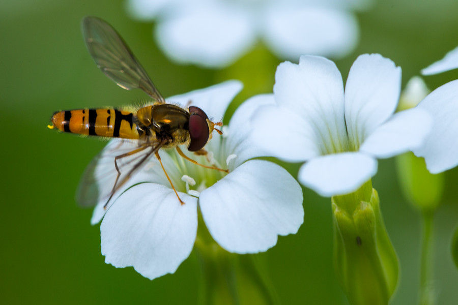 Schwebefliege