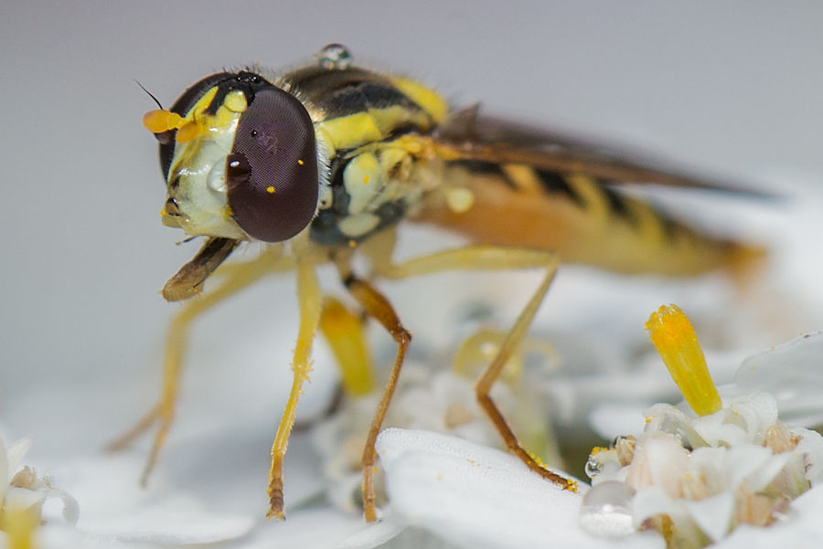 Schwebefliege