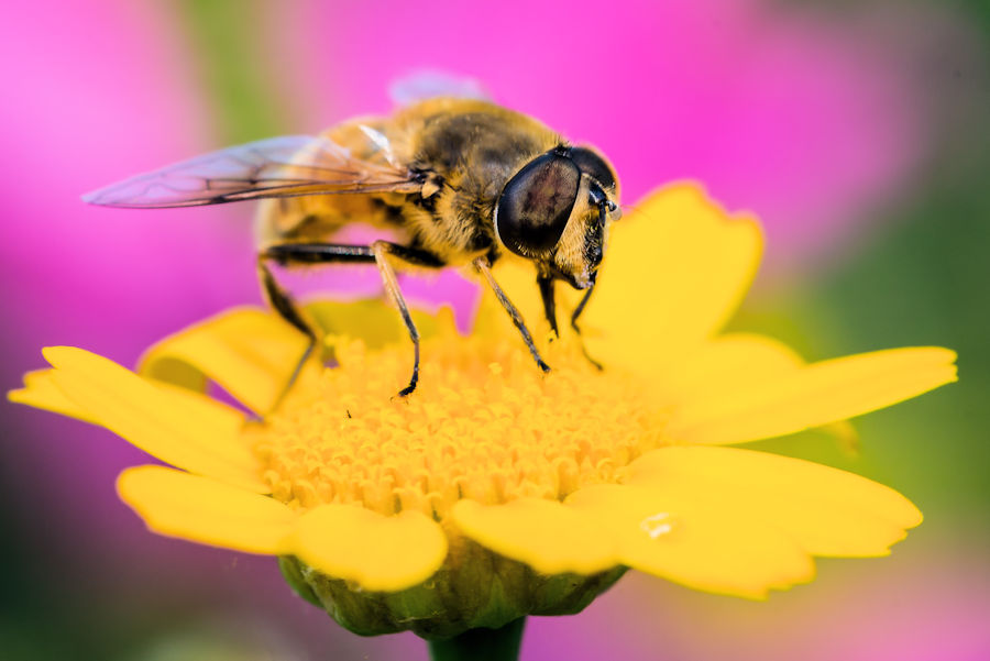 Schwebefliege