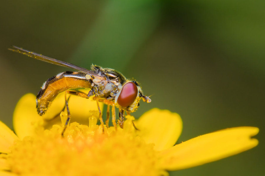 Schwebefliege auf einer Goldblume