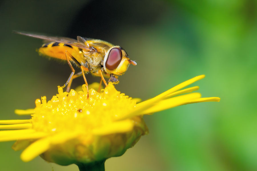 Schwebefliege auf einer Goldblume