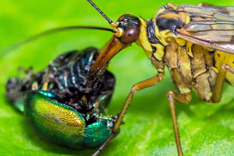 Skorpionsfliege mit zwei erbeuteten Blattkäfern