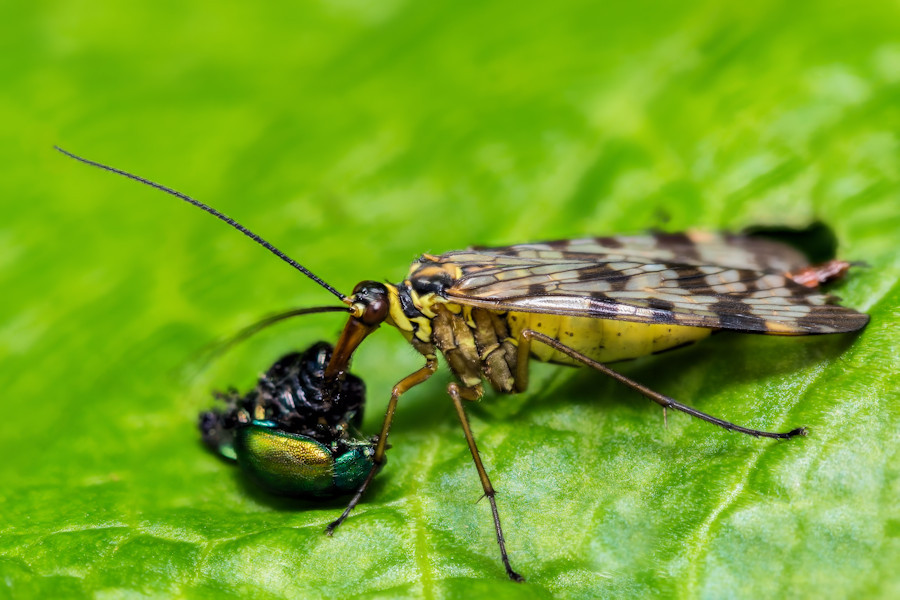 Skorpionsfliege mit zwei erbeuteten Blattkäfern