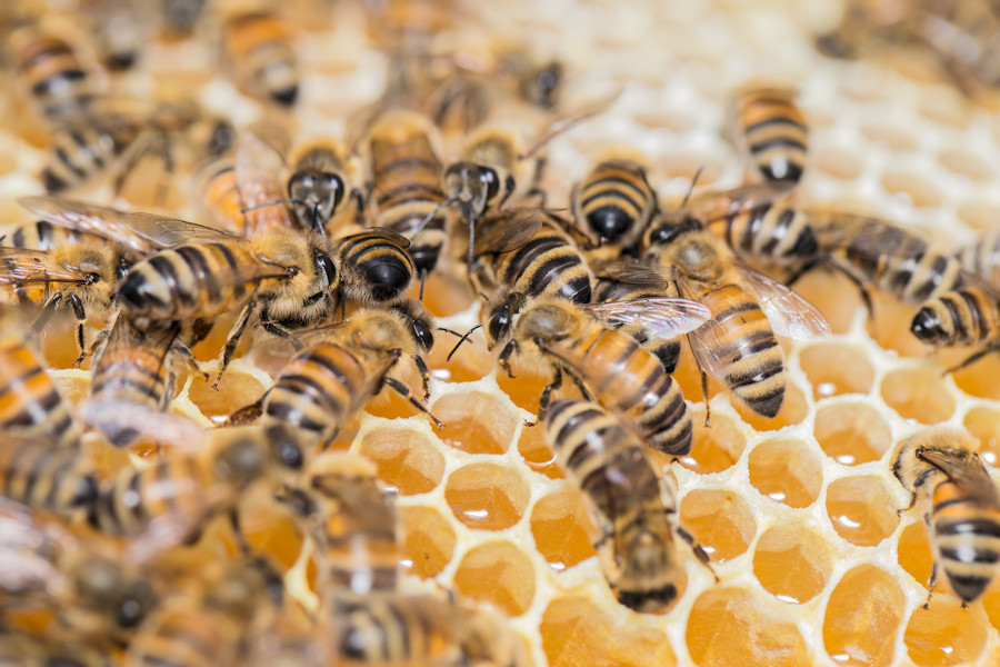 fleissige Bienen