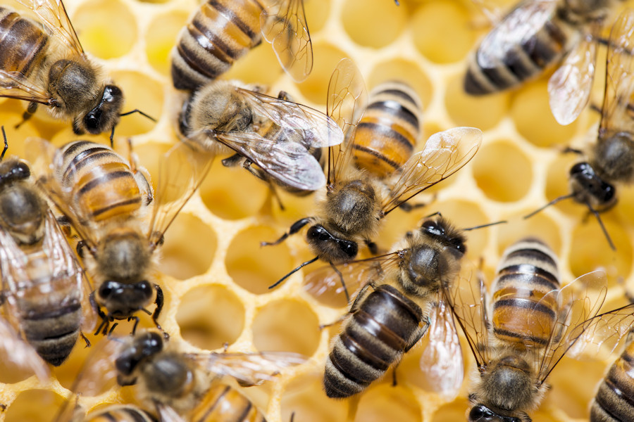 fleissige Bienen