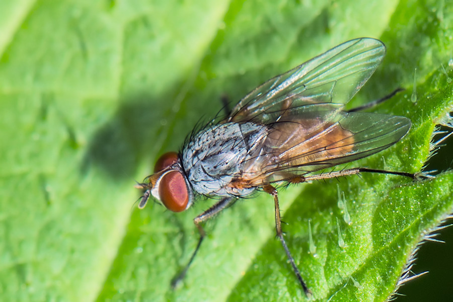 kleine Fliege